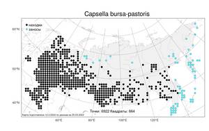 Capsella bursa-pastoris, Пастушья сумка обыкновенная (L.) Medik., Атлас флоры России (FLORUS) (Россия)