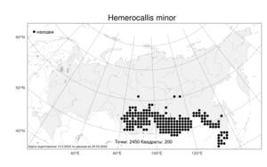 Hemerocallis minor, Красоднев малый Mill., Атлас флоры России (FLORUS) (Россия)