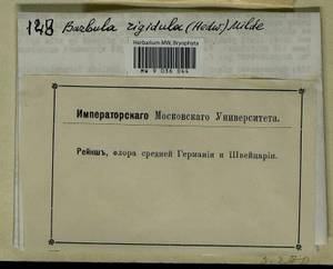 Didymodon rigidulus Hedw., Гербарий мохообразных, Мхи - Западная Европа (BEu) (Неизвестно)
