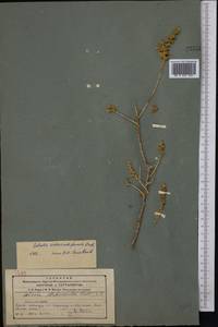 Collinosalsola arbusculiformis (Drobnick), Средняя Азия и Казахстан, Северный и Центральный Тянь-Шань (M4) (Казахстан)