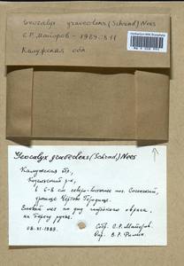 Geocalyx graveolens (Schrad.) Nees, Гербарий мохообразных, Мхи - Центральное Нечерноземье (B6) (Россия)
