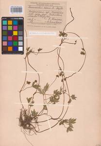 Лютик ползучий L., Восточная Европа, Центральный лесной район (E5) (Россия)