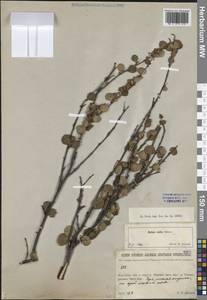 Береза железистая Michx., Сибирь, Якутия (S5) (Россия)