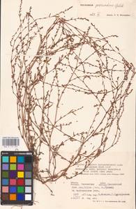 Спорыш незамечаемый, Спорыш незамеченный Besser, Восточная Европа, Западный район (E3) (Россия)