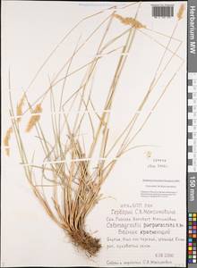 Вейник краснеющий R.Br., Сибирь, Якутия (S5) (Россия)