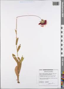 Gaillardia ×grandiflora, Восточная Европа, Белоруссия (E3a) (Белоруссия)