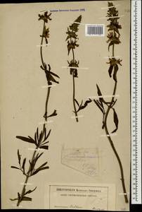 Чистец прямой L., Кавказ, Северная Осетия, Ингушетия и Чечня (K1c) (Россия)