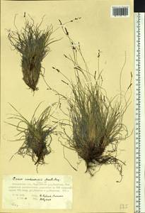 Осока Ван-Хьюрка Müll.Arg., Сибирь, Чукотка и Камчатка (S7) (Россия)