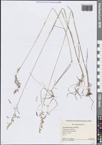 Мятлик узколистный L., Сибирь, Западная Сибирь (S1) (Россия)