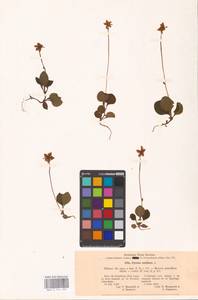 Одноцветка крупноцветковая (L.) A. Gray, Восточная Европа, Северо-Западный район (E2) (Россия)