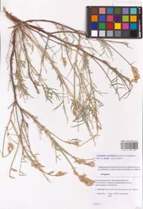 Astragalus astrachanicus Sytin & Laktionov, Восточная Европа, Нижневолжский район (E9) (Россия)
