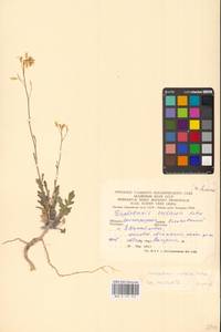 Guenthera cretacea (Kotov) D.A.German, Восточная Европа, Нижневолжский район (E9) (Россия)