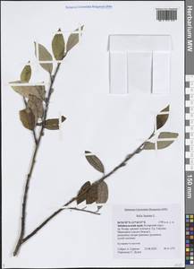 Ива копьевидная L., Сибирь, Прибайкалье и Забайкалье (S4) (Россия)