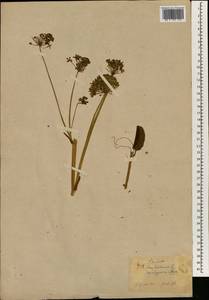 Smilax herbacea L., Зарубежная Азия (ASIA) (Япония)