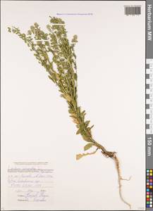 Клоповник полевой, Кресс полевой (L.) W.T.Aiton, Кавказ, Ставропольский край, Карачаево-Черкесия, Кабардино-Балкария (K1b) (Россия)