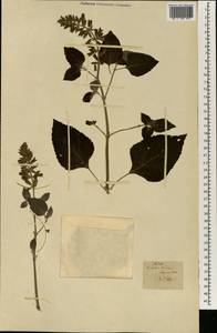 Lamiaceae, Африка (AFR) (Португалия)