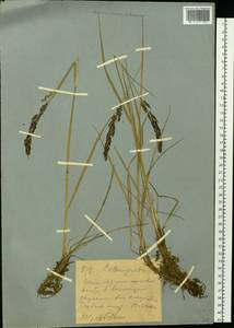 Вейник, Сибирь, Западный (Казахстанский) Алтай (S2a) (Казахстан)