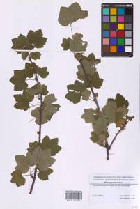 Смородина колосистая E.Robson, Восточная Европа, Московская область и Москва (E4a) (Россия)