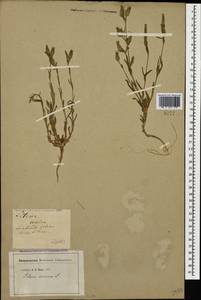 Silene conica subsp. conica, Кавказ, Грузия (K4) (Грузия)
