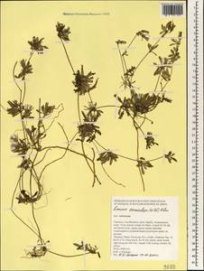 Лаунея отпрысковая (Willd.) Sch. Bip. ex Kuntze, Зарубежная Азия (ASIA) (Таиланд)