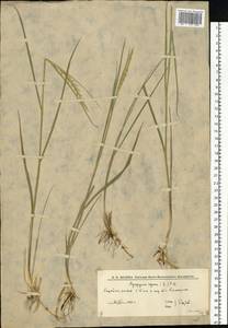 Пырейник ползучий (L.) Gould, Восточная Европа, Нижневолжский район (E9) (Россия)