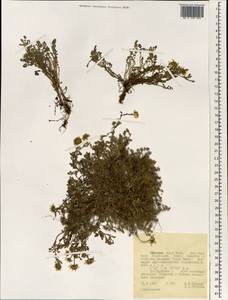 Asteraceae, Африка (AFR) (Эфиопия)
