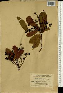 Machilus thunbergii Sieb. & Zucc., Зарубежная Азия (ASIA) (КНР)