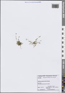 Звездчатка цветоножковая, Звездчатка стебельчатая Bunge, Сибирь, Центральная Сибирь (S3) (Россия)