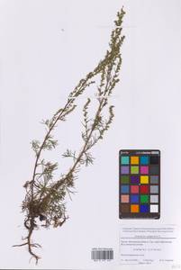 Полынь равнинная, Полынь полевая L., Восточная Европа, Московская область и Москва (E4a) (Россия)