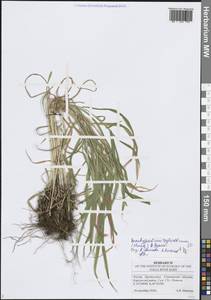 Коротконожка лесная (Huds.) P.Beauv., Восточная Европа, Средневолжский район (E8) (Россия)