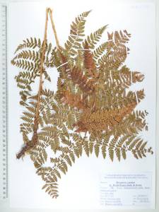 Щитовник распростертый (C.Presl) Fraser-Jenk. & Jermy, Сибирь, Дальний Восток (S6) (Россия)