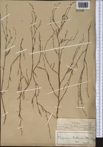 Спорыш отклоненный, Горец отклоненный M. Bieb., Средняя Азия и Казахстан, Муюнкумы, Прибалхашье и Бетпак-Дала (M9) (Казахстан)