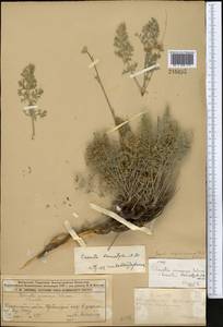 Cuscuta brevistyla A. Braun, Средняя Азия и Казахстан, Муюнкумы, Прибалхашье и Бетпак-Дала (M9) (Казахстан)