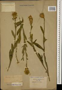 Centaurea glastifolia subsp. intermedia (Boiss.) L. Martins, Кавказ, Краснодарский край и Адыгея (K1a) (Россия)