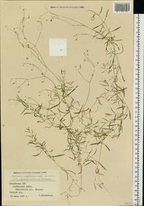 Звездчатка длиннолистная, Звездчатка раскидистая (Regel) Muhl. ex Willd., Восточная Европа, Латвия (E2b) (Латвия)
