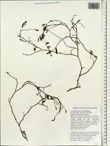 Crotalaria, Зарубежная Азия (ASIA) (Вьетнам)