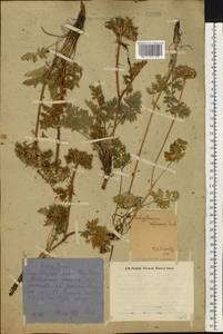 Толстореберник мутеллиновидный (Crantz) Holub, Восточная Европа, Восточный район (E10) (Россия)