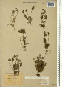 Ceratocephala orthoceras DC., Кавказ, Краснодарский край и Адыгея (K1a) (Россия)
