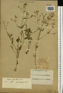 Nepeta ucranica subsp. parviflora (M.Bieb.) M.Masclans de Bolos, Восточная Европа, Восточный район (E10) (Россия)