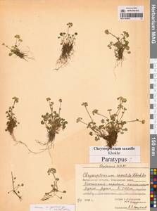 Селезеночник Райта щебнистый (Khokhr.) Vorosch., Сибирь, Чукотка и Камчатка (S7) (Россия)