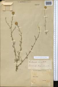 Centaurea alba subsp. sterilis (Stev.) Mikheev, Крым (KRYM) (Россия)