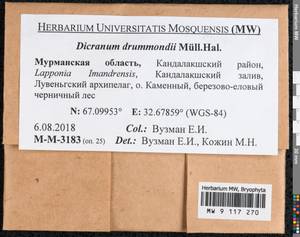 Dicranum drummondii Müll. Hal., Гербарий мохообразных, Мхи - Карелия, Ленинградская и Мурманская области (B4) (Россия)