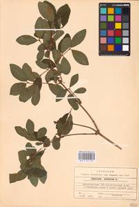 Жимолость голубая L., Восточная Европа, Северный район (E1) (Россия)