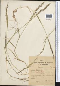 Полевица, Средняя Азия и Казахстан, Северный и Центральный Казахстан (M10) (Казахстан)