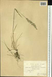 Koeleria spicata (L.) Barberá, Quintanar, Soreng & P.M.Peterson, Сибирь, Якутия (S5) (Россия)