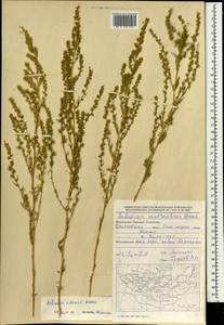 Полынь ордосская Krasch., Монголия (MONG) (Монголия)