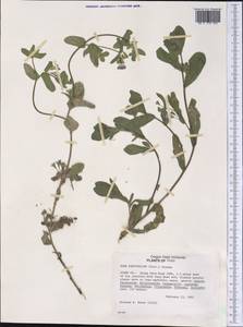 Nama parvifolium (Torr.) Greenm., Америка (AMER) (США)