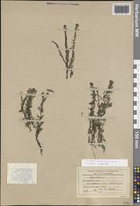 Пузырчатка крупнокорневая Leconte, Сибирь, Дальний Восток (S6) (Россия)