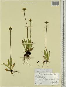 Ястребиночка прусская (Nägeli & Peter) Soják, Восточная Европа, Московская область и Москва (E4a) (Россия)