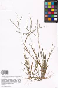 Росичка обыкновенная (Schreb.) Muhl., Восточная Европа, Московская область и Москва (E4a) (Россия)